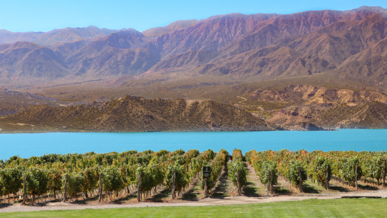 Vista de um vinhedo em uma vinícola em Mendoza, Argentina com a Cordilheira dos Andes ao fundo